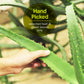 GIRMOM Motherly Organics Aloe Vera Leaves (1Kg)